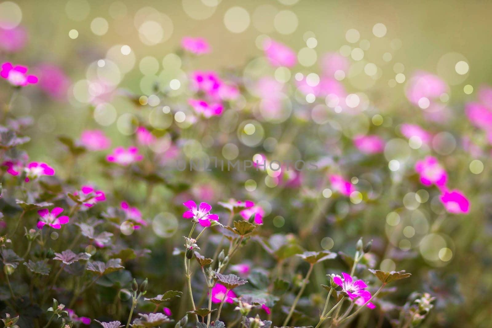 Lovely abstract background with tiny pink flowers. Soft focus photo