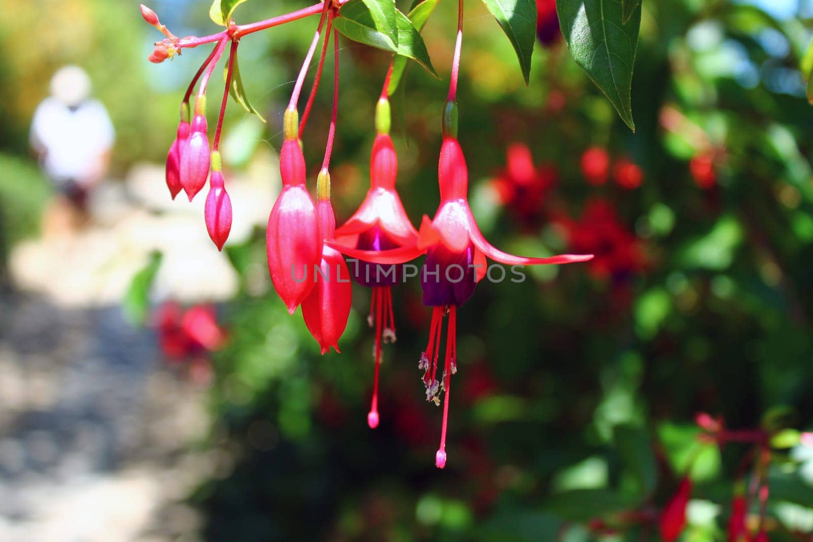 Pink and Purple Fuchsia flowers during summer