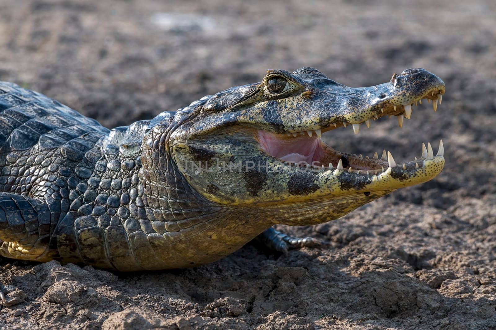 Spectacled caiman (Caiman crocodilus yacare),animal portrait with flies and leeches,Pantanal,Mato Grosso,Brazil