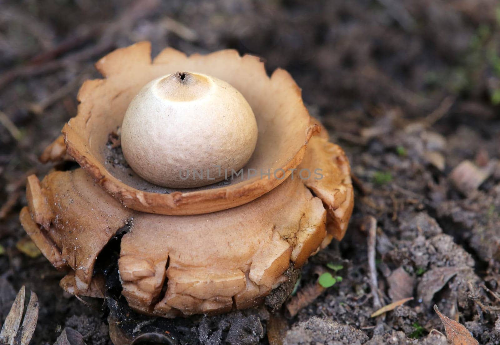 Macro Collared Erdstern Geastrum triplex