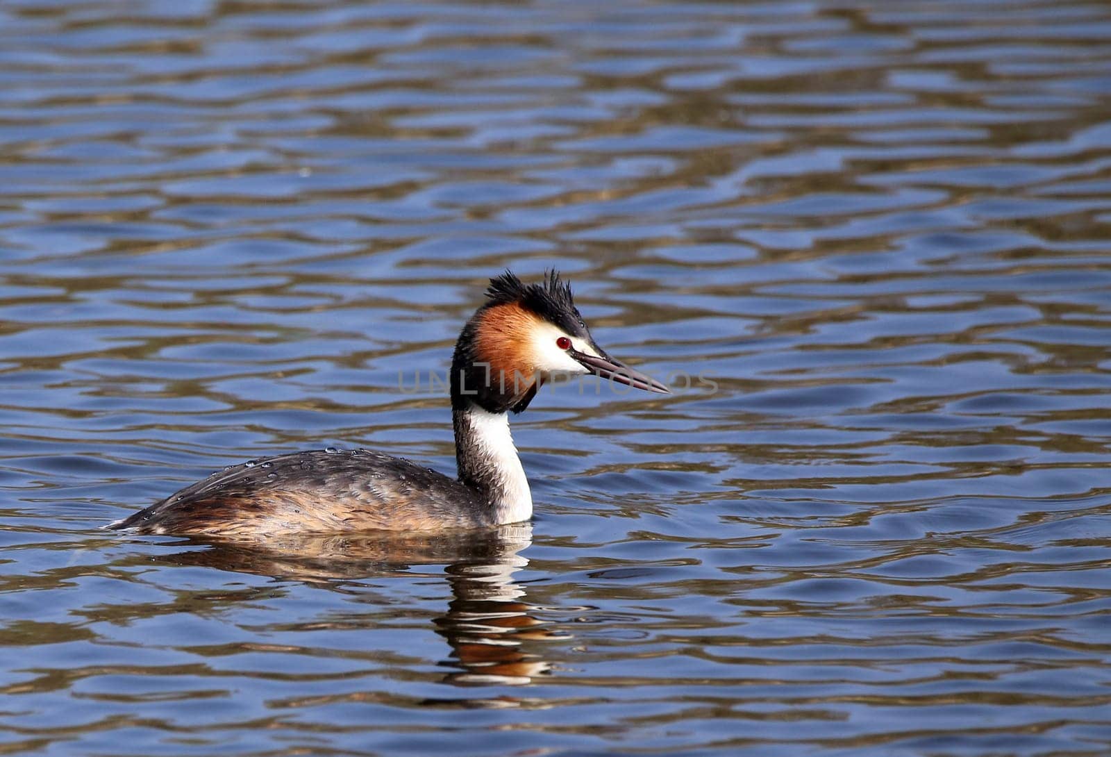 Telephoto of Great Crested Grebe Podiceps cristatus from the Wagbach lowlands