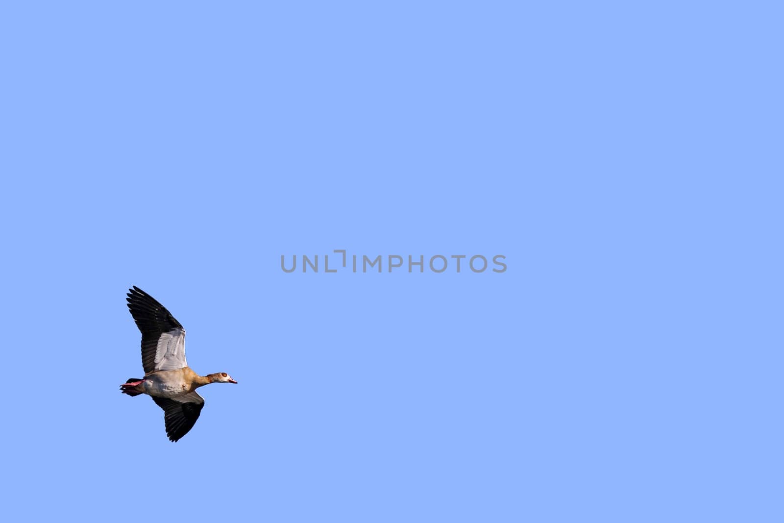 Flying Nile Goose Alopochen aegyptiaca