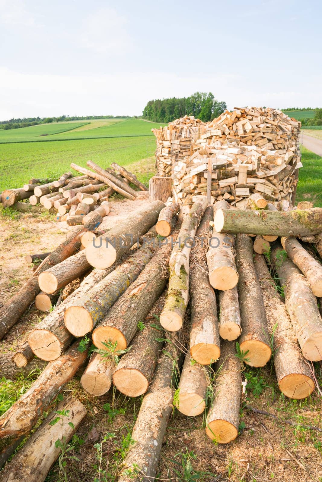 Timber logs on a lumberyard in a springtime field environment