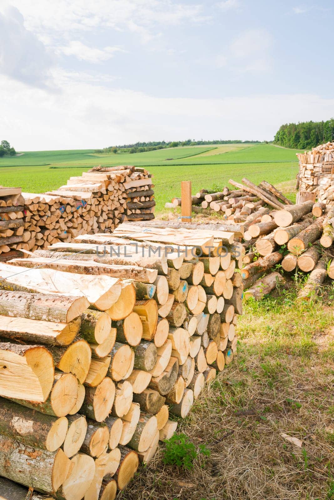 Timber logs on a lumberyard in a springtime field environment