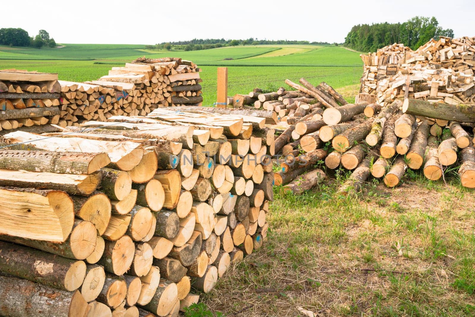 Timber logs on a lumberyard in a springtime field environment
