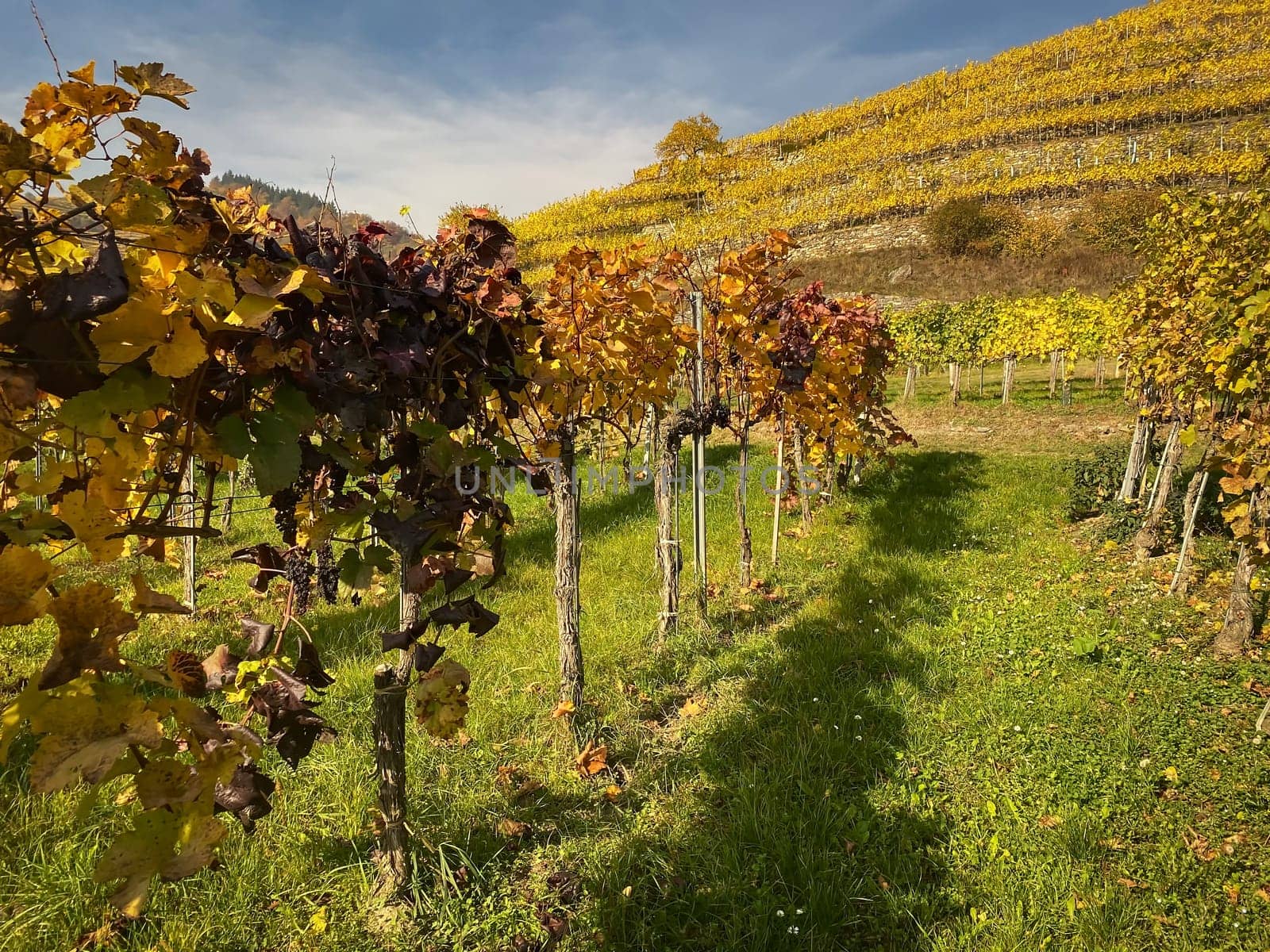Vineyard autumn landscape, vine on mountains in autumn leaf colors