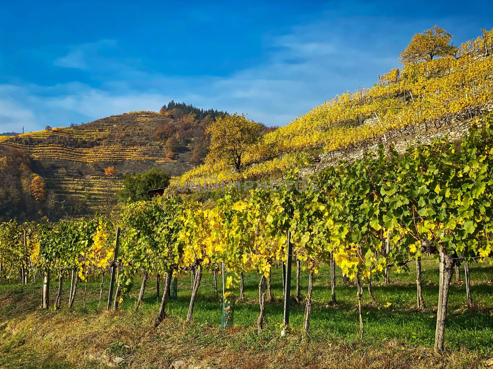 Vineyard autumn landscape, vine on mountains in autumn leaf colors