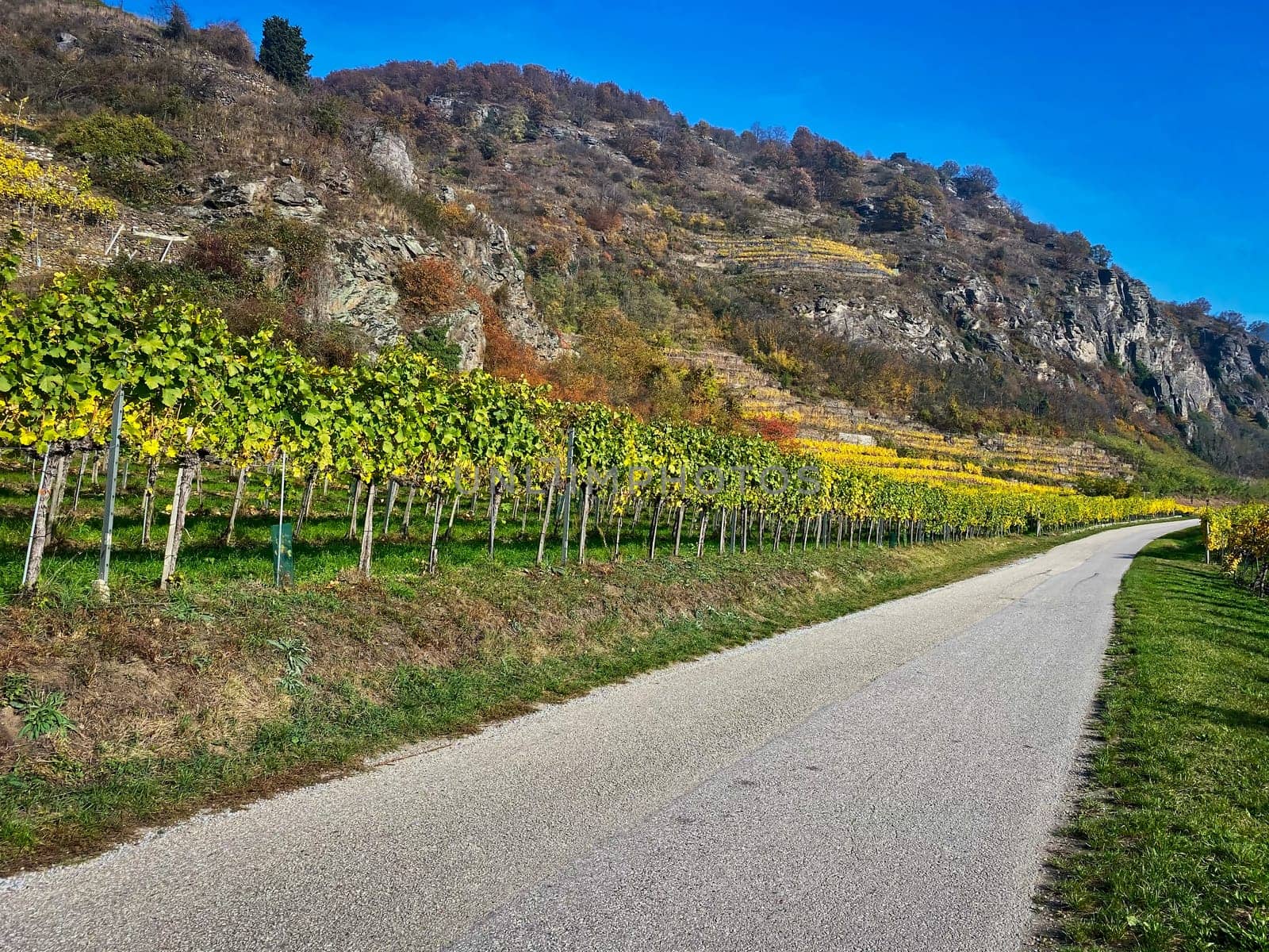 Vineyard autumn landscape, vine on mountains in autumn leaf colors