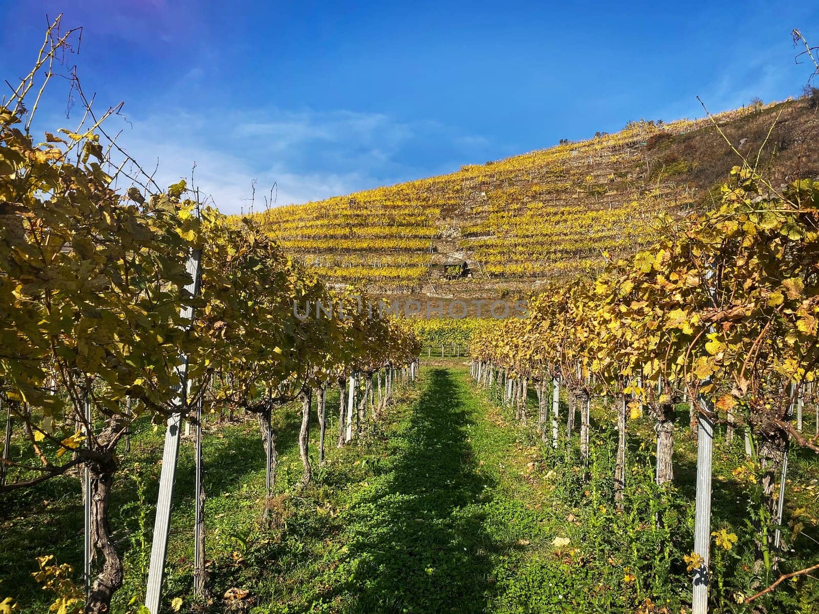 Vineyard autumn landscape, vine on mountains in autumn leaf colors