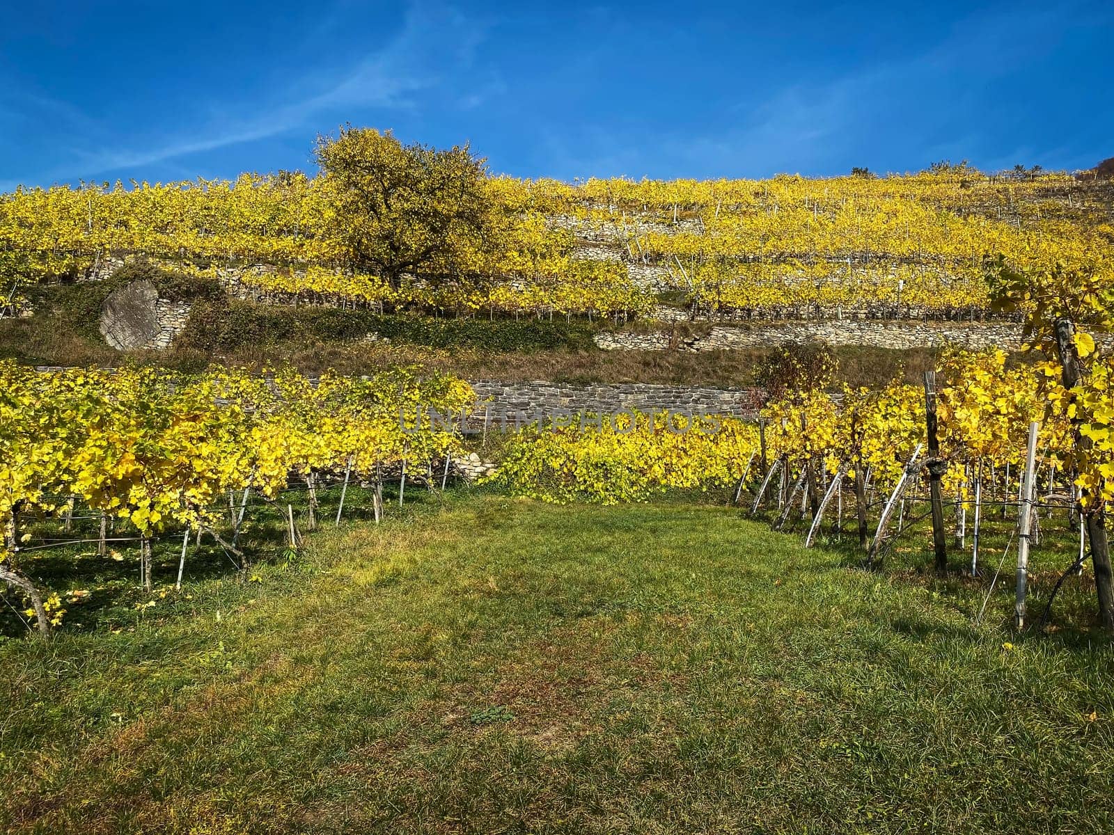 Vineyard autumn landscape, vine on mountains in autumn leaf colors