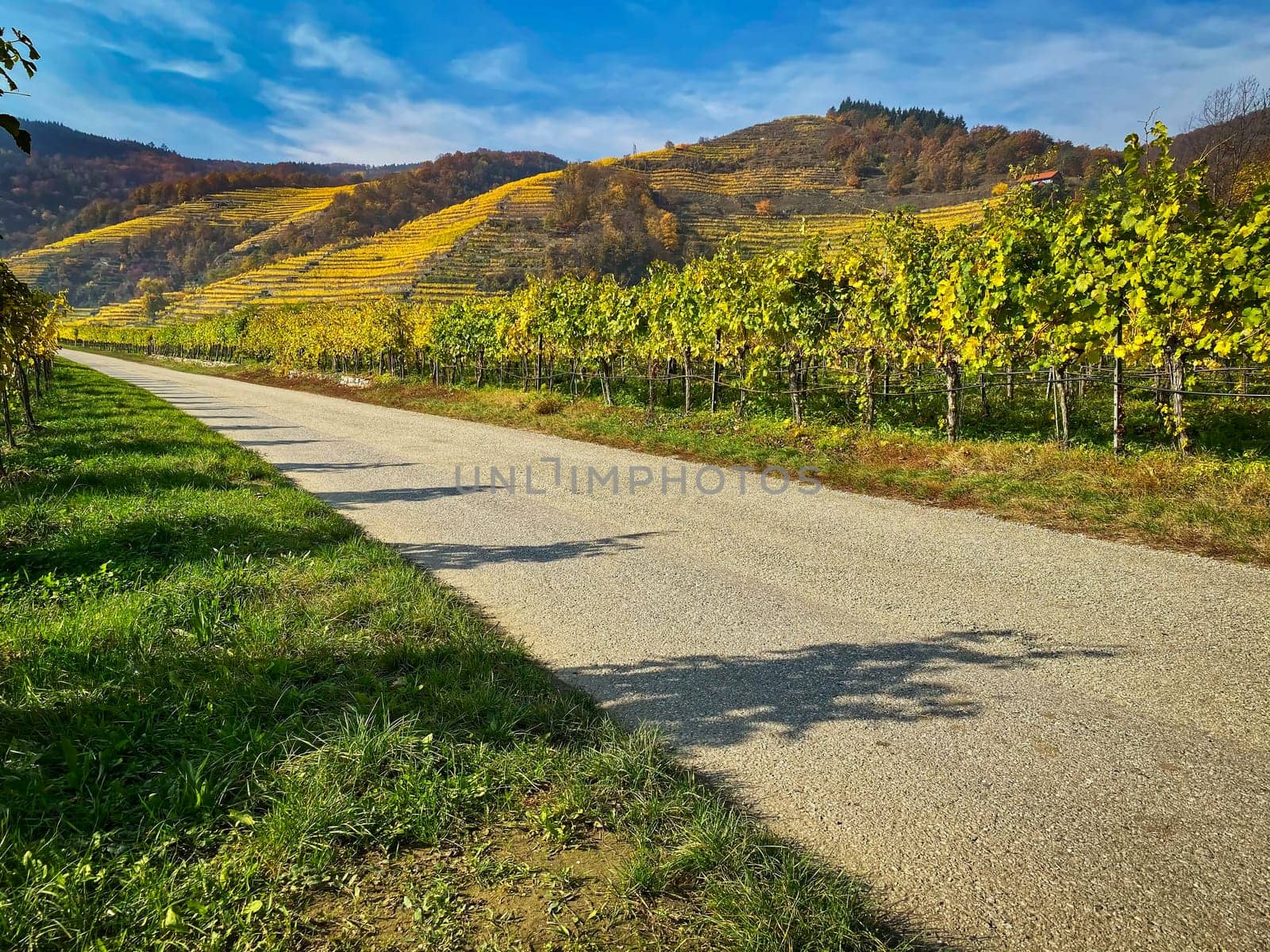 Vineyard autumn landscape, vine on mountains in autumn leaf colors