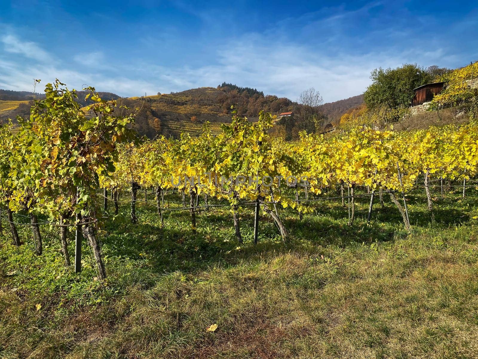 Vineyard autumn landscape, vine on mountains in autumn leaf colors