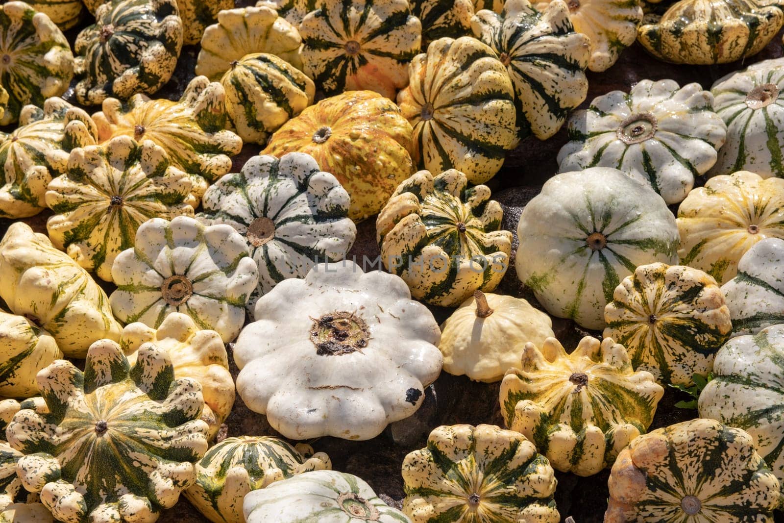 Pumpkin on market. A large collection of colorful Patisson pumpkins or gourds on market on a sunny autumn day. Beautiful background for natural health and nutrition concept.