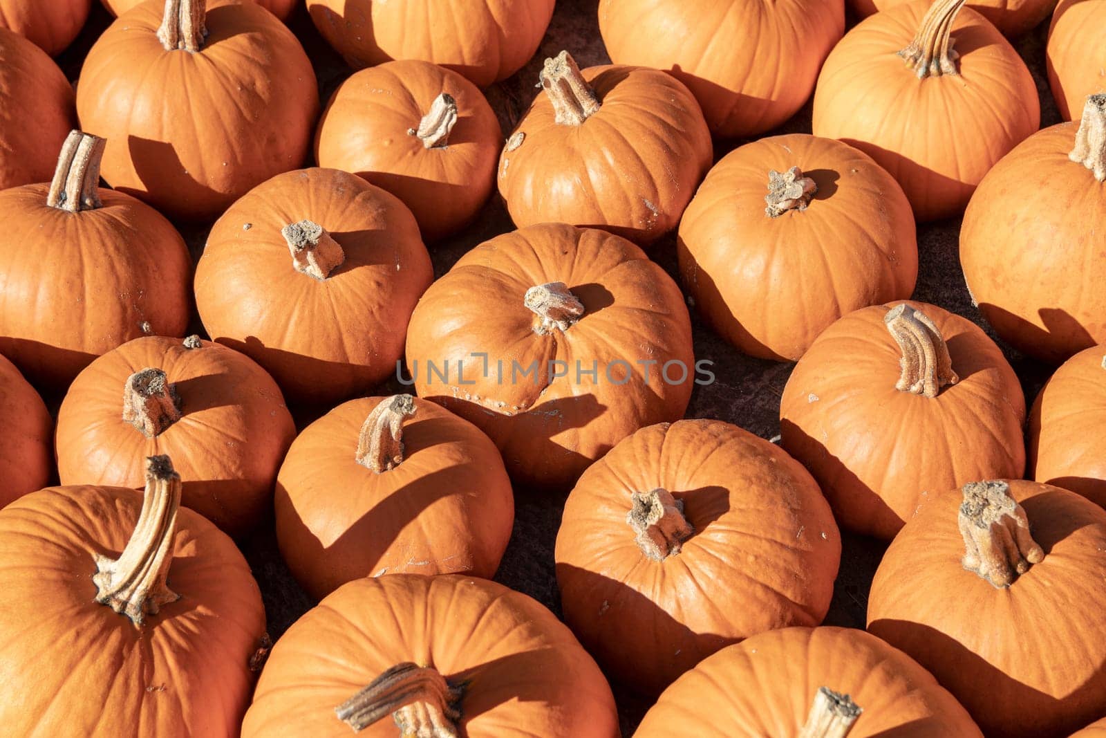 Pumpkin on market. A large collection of yellow pumkins or gourds on market on a sunny autumn day. Beautiful background for natural health and nutrition concept.