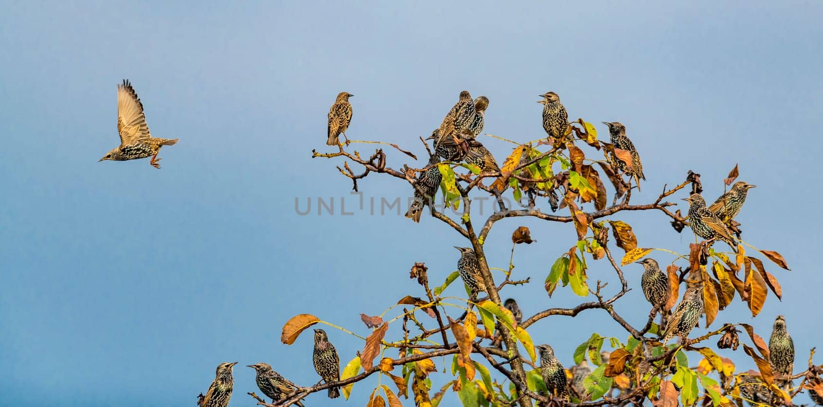 Many starlings are sitting on a walnut tree with autumnal foliage and blue cloudless sky