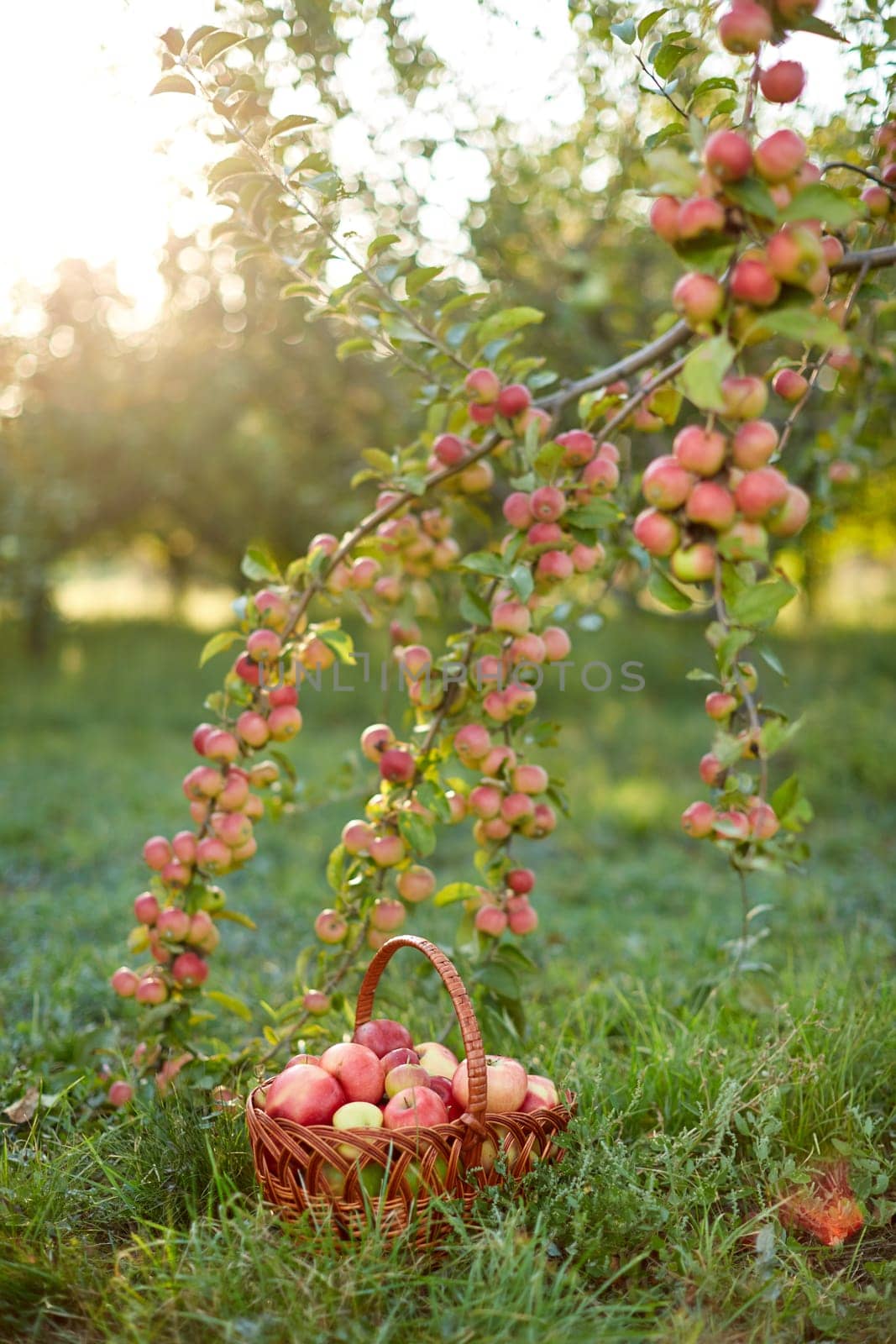 Fresh and colorful apples in basket in a autumn garden in a sunny day