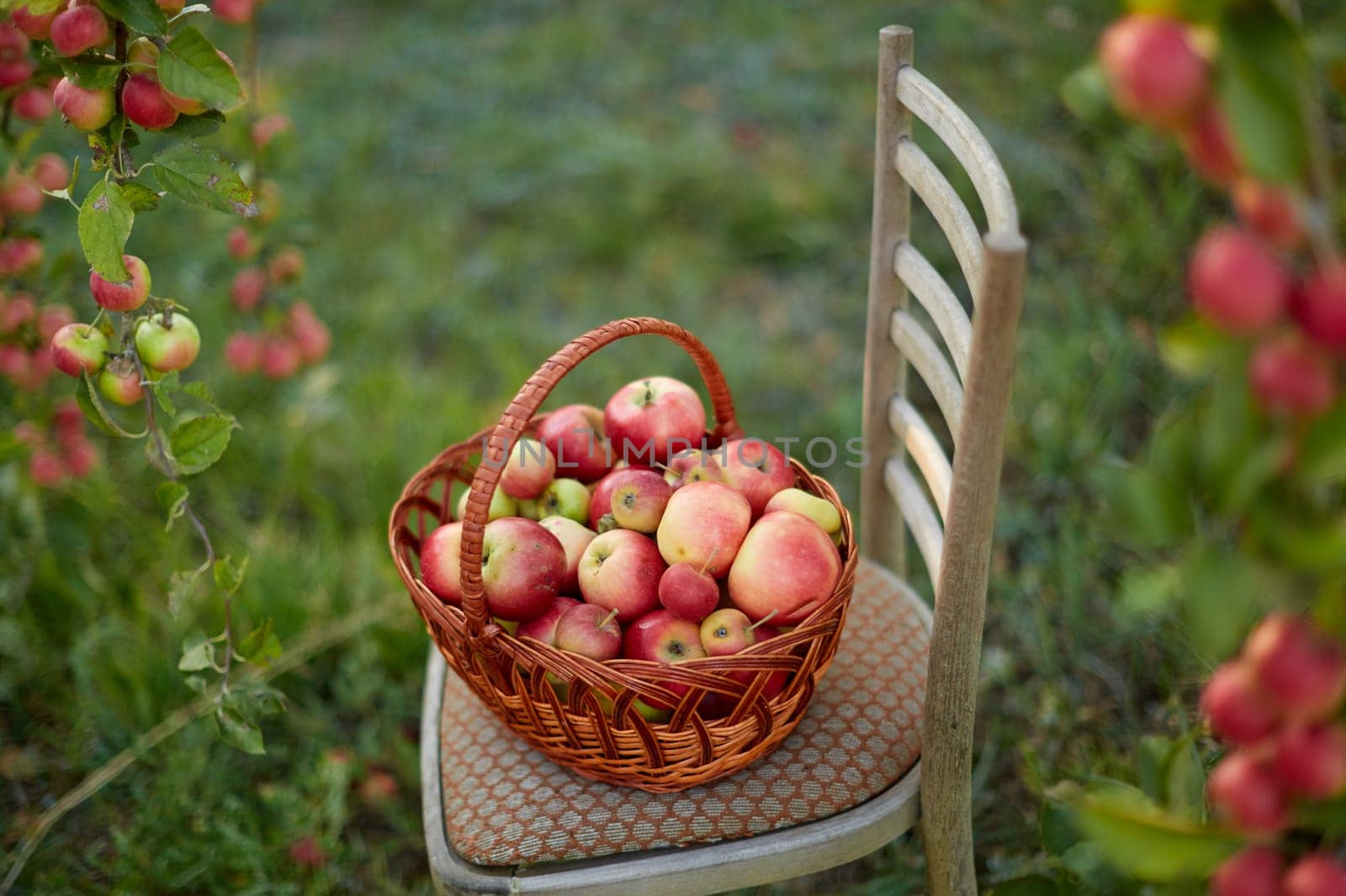 Fresh and colorful apples in basket in a autumn garden in a sunny day