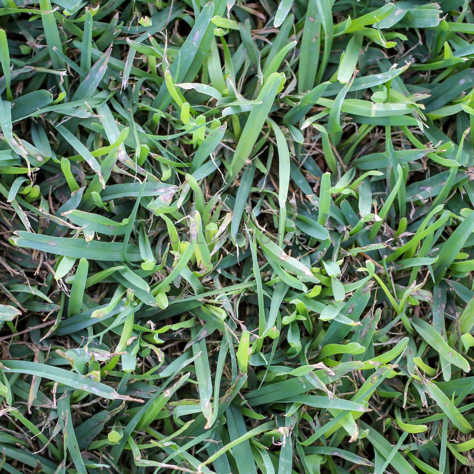 Grass, lawn, a texture of grass blades, grass and lawn texture