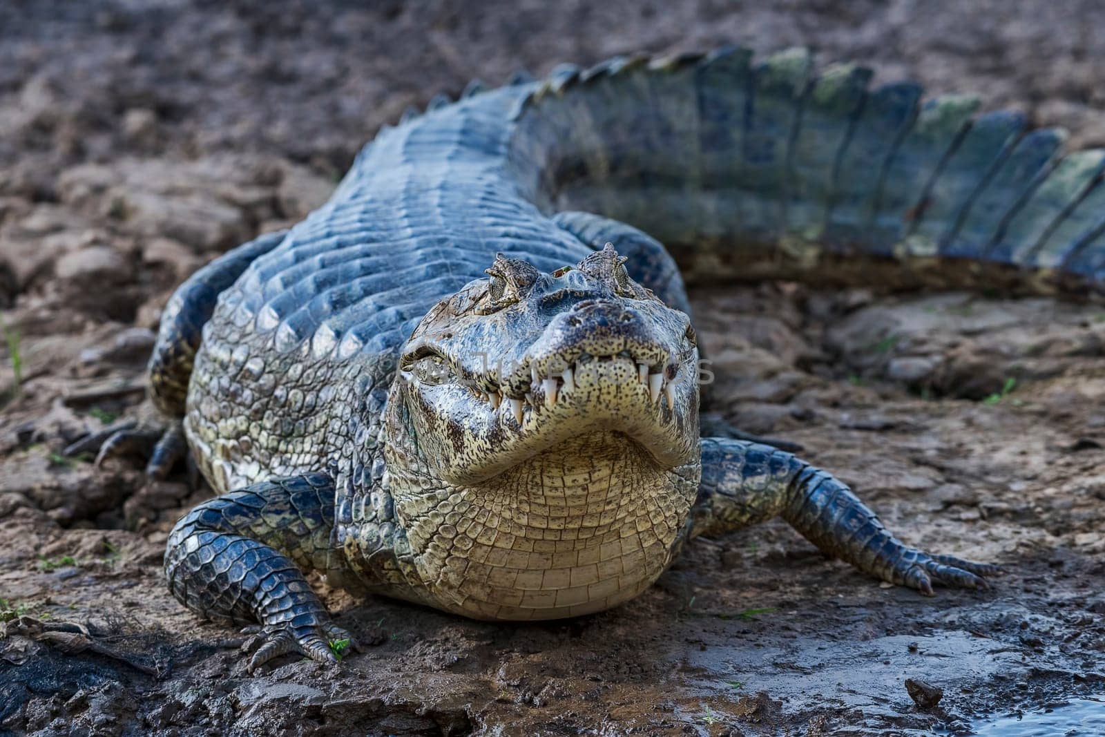 Spectacled caiman (Caiman crocodilus yacare),frontal,Pantanal,Mato Grosso,Brazil