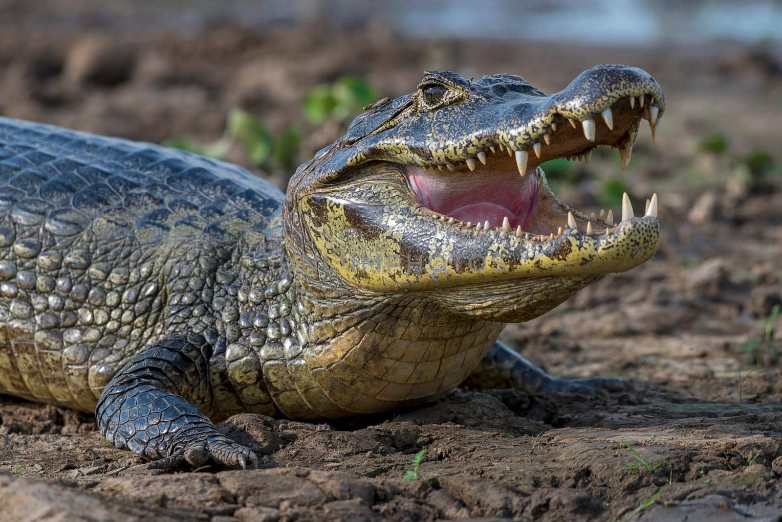 Spectacled caiman (Caiman crocodilus yacare),animal portrait,Pantanal,Mato Grosso,Brazil