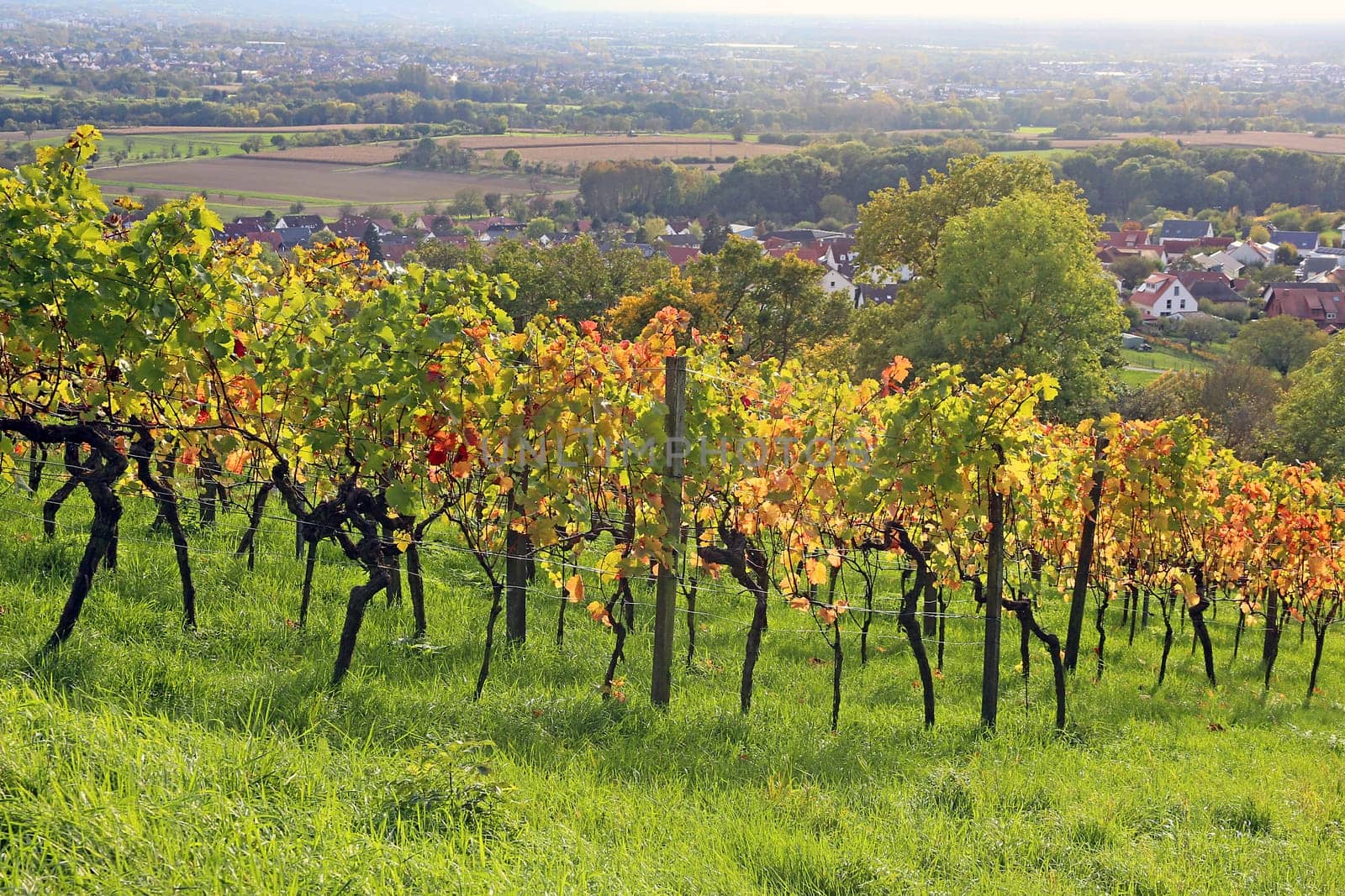 The Letzenberg - between Malsch and Malschenberg - is the northwesternmost point of the Kraichgau