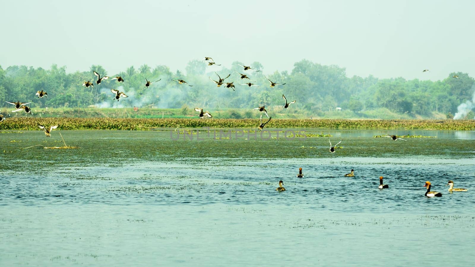 Species of aquatic migratory terrestrial birds of fresh water and habitat spotted in Okhla Bird Sanctuary. A place of birdwatcher delight, a spot for nature lovers for enormous range of wild creatures