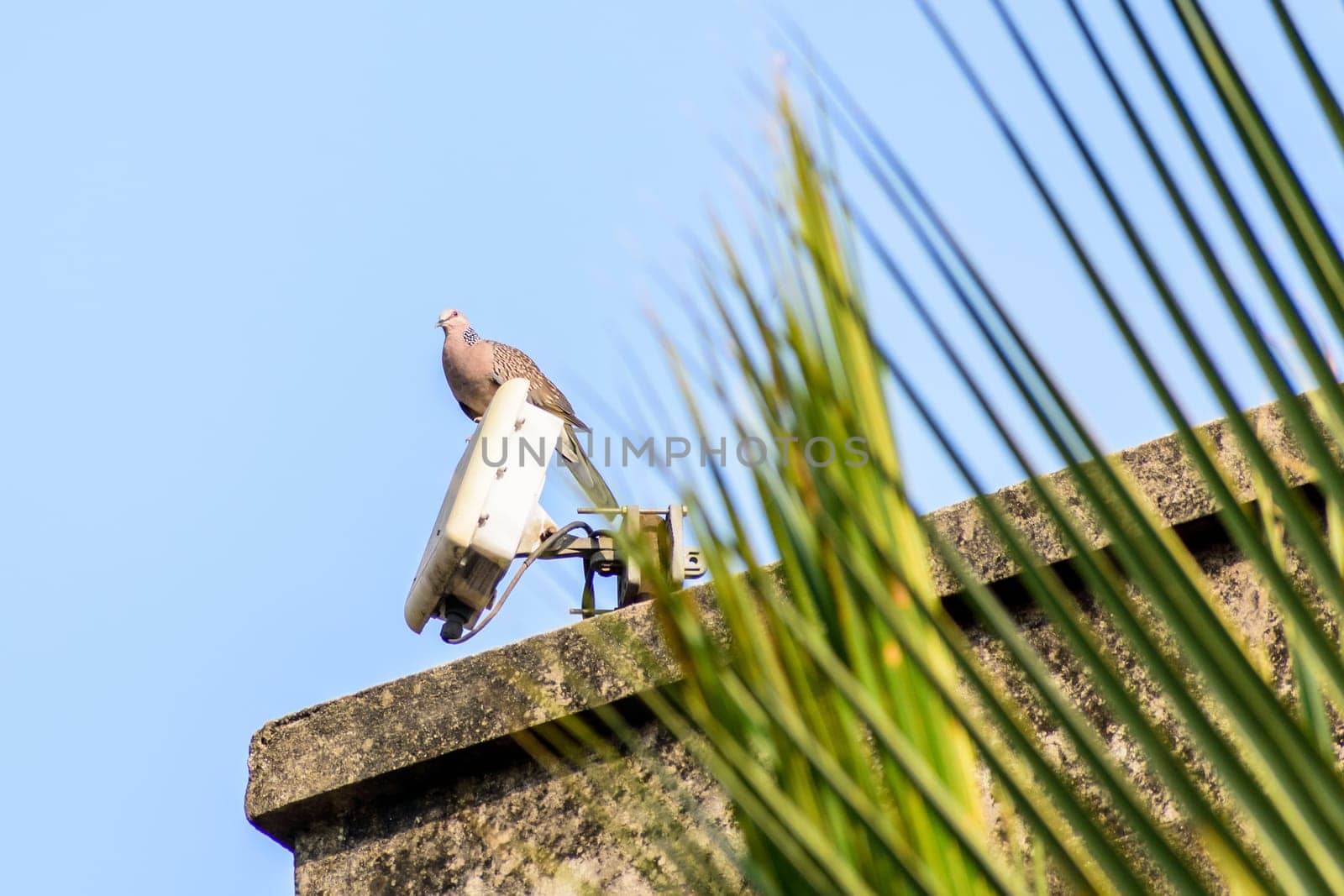 A small spotted dove (Spilopelia chinensis), a long tailed pigeon Plump bird, sitting on the roof of a house. Close Up.