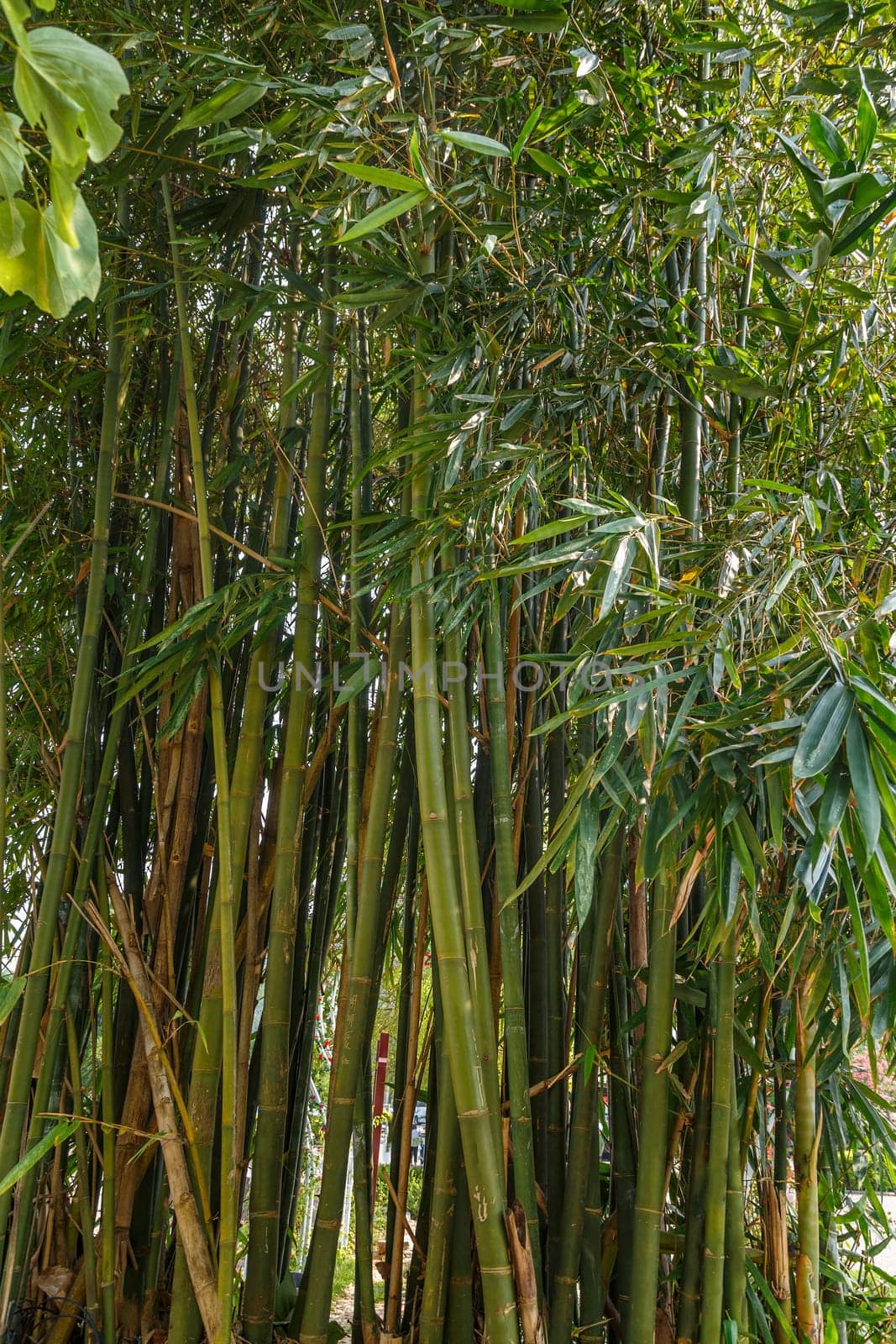 Thickets of green bamboo in the park close-up