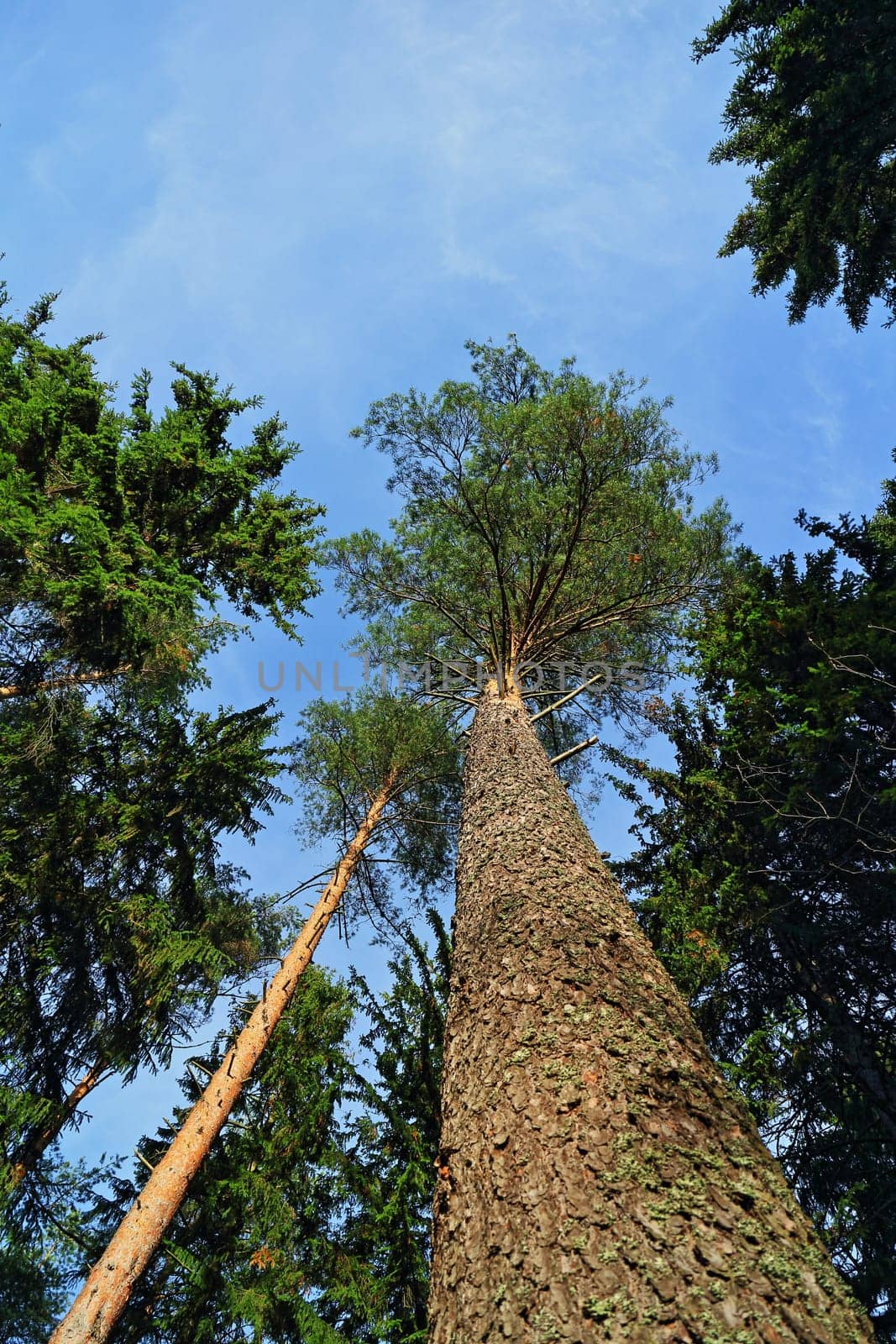 Tall pine trees overhead, Looking Up