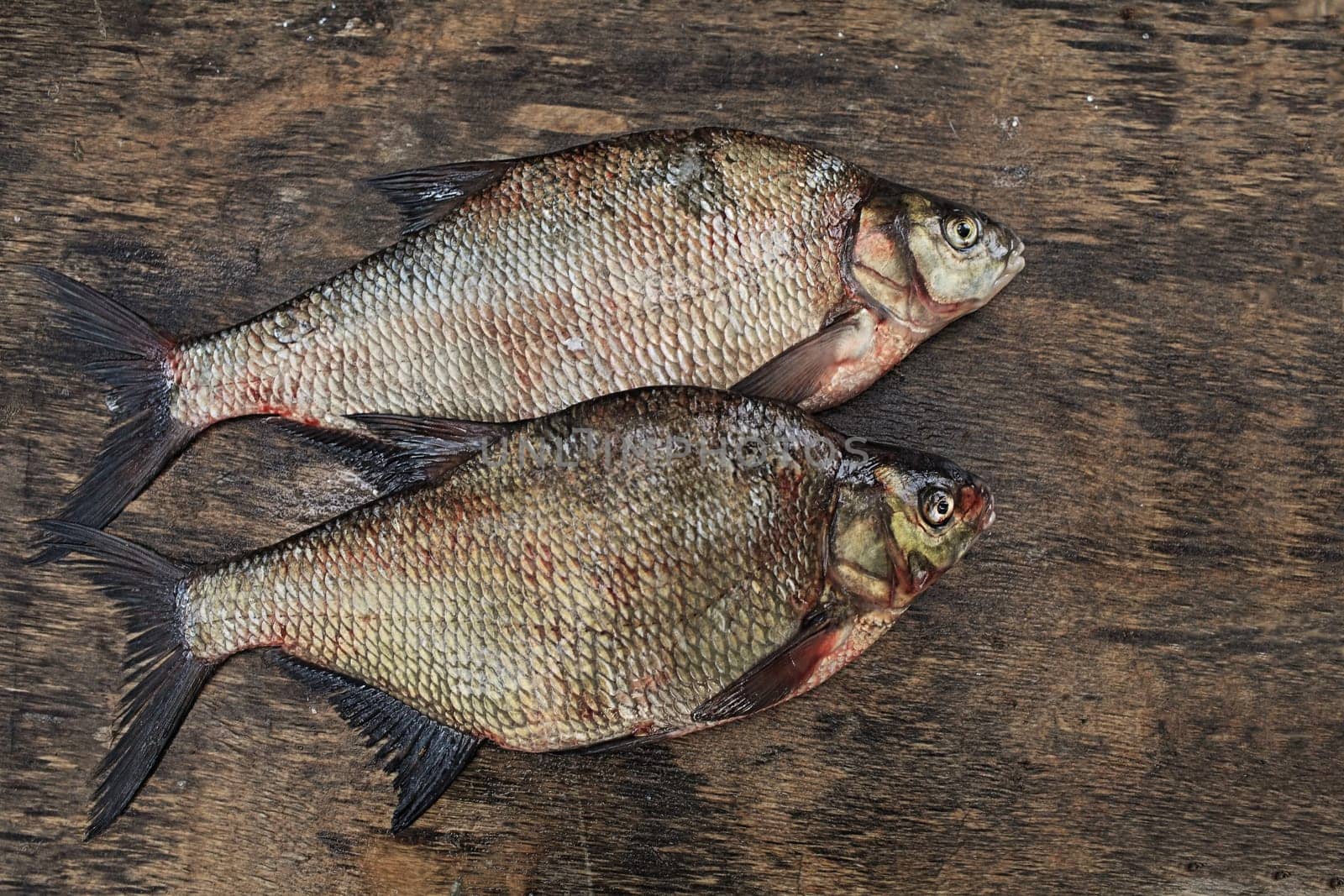 fresh caught fish large bream still life