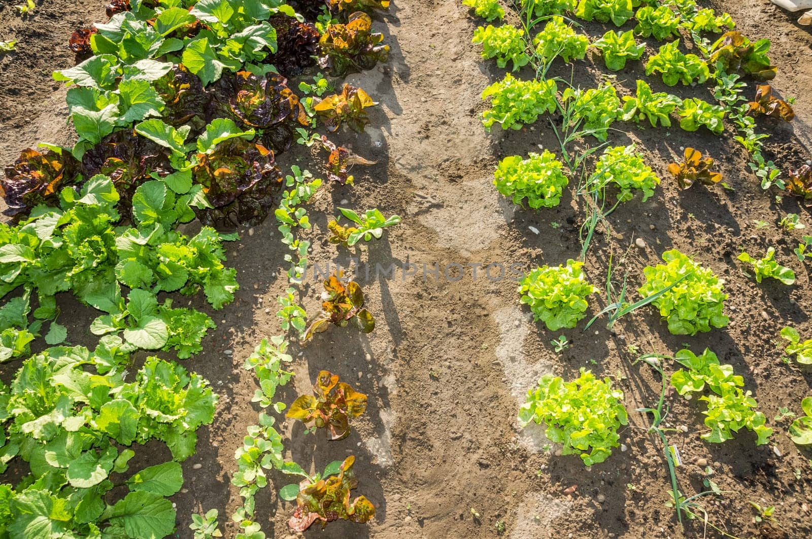 Fresh young green and red lettuce plants on a sunny vegetable garden patch