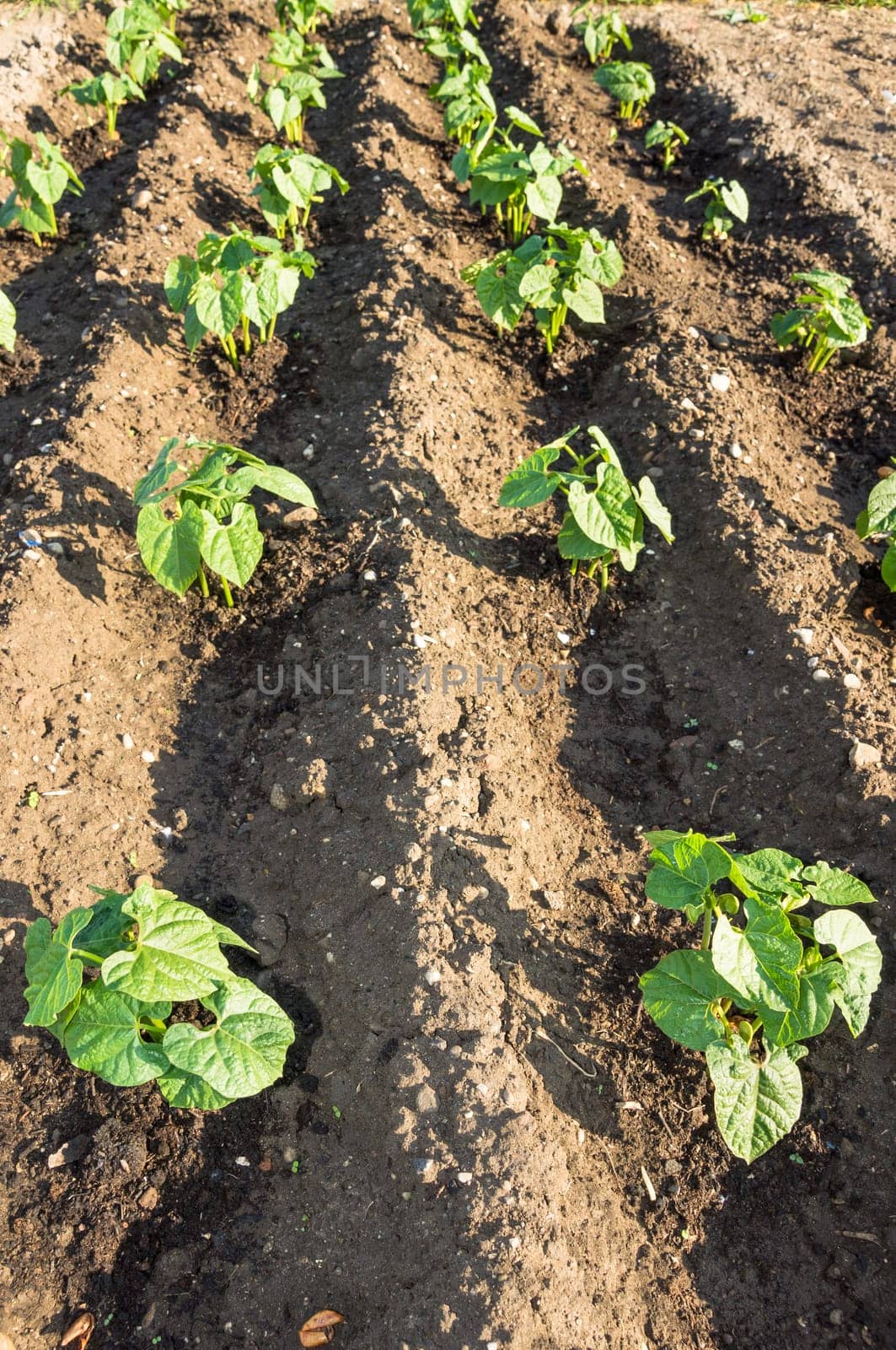 Fresh young string bean plants on a sunny vegetable garden patch