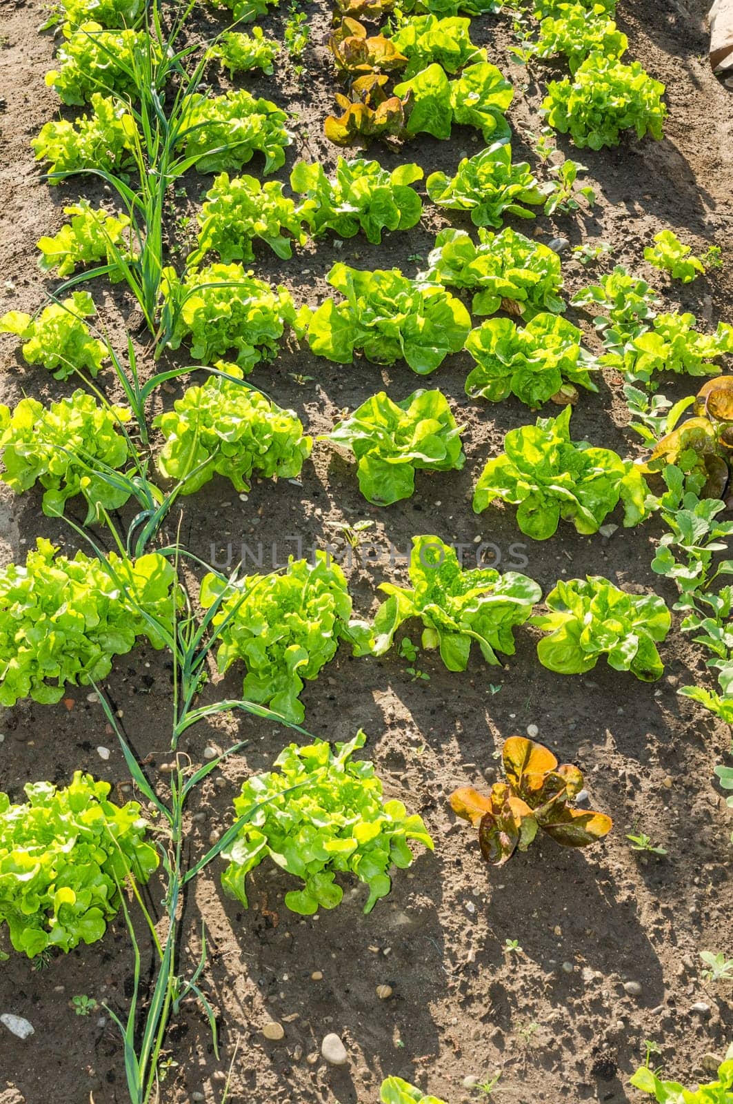 Fresh young green and red lettuce plants on a sunny vegetable garden patch