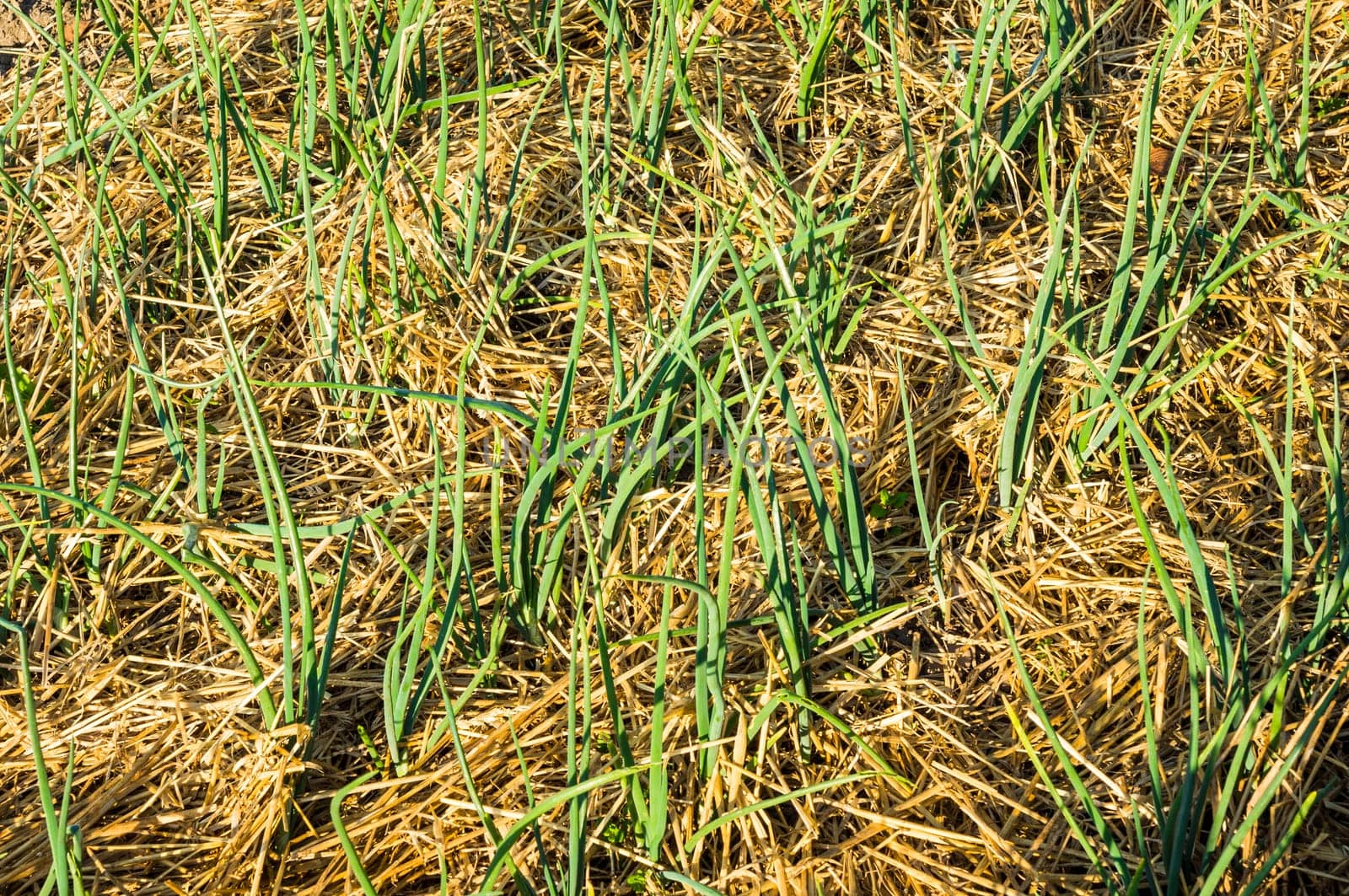 Scallions on a vegetable garden bed protected by straw