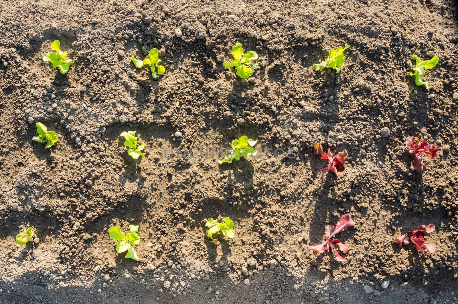 Fresh young green and red lettuce plants on a sunny vegetable garden patch