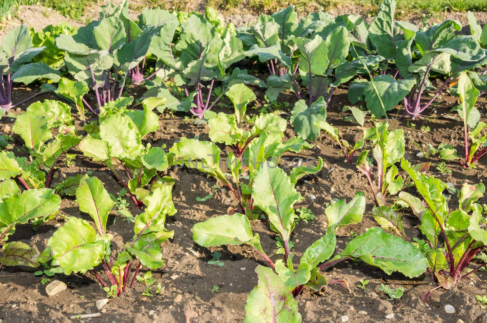 Young beetroot and red kohlrabi plants in a sunny vegetable garden bed.