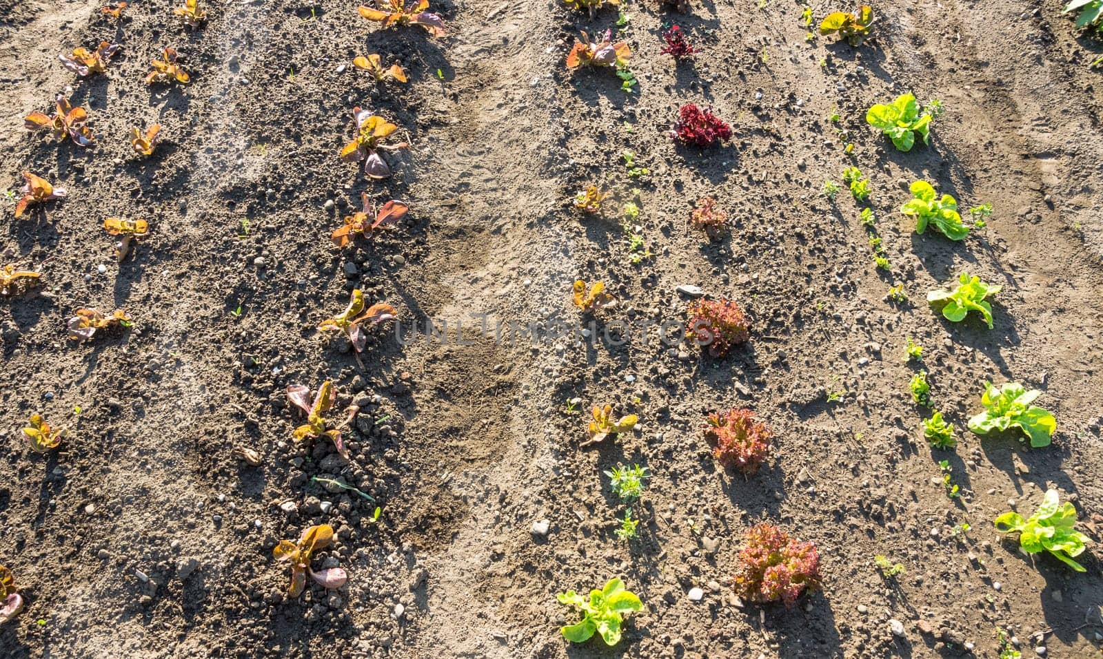 Fresh young green and red lettuce plants on a sunny vegetable garden patch