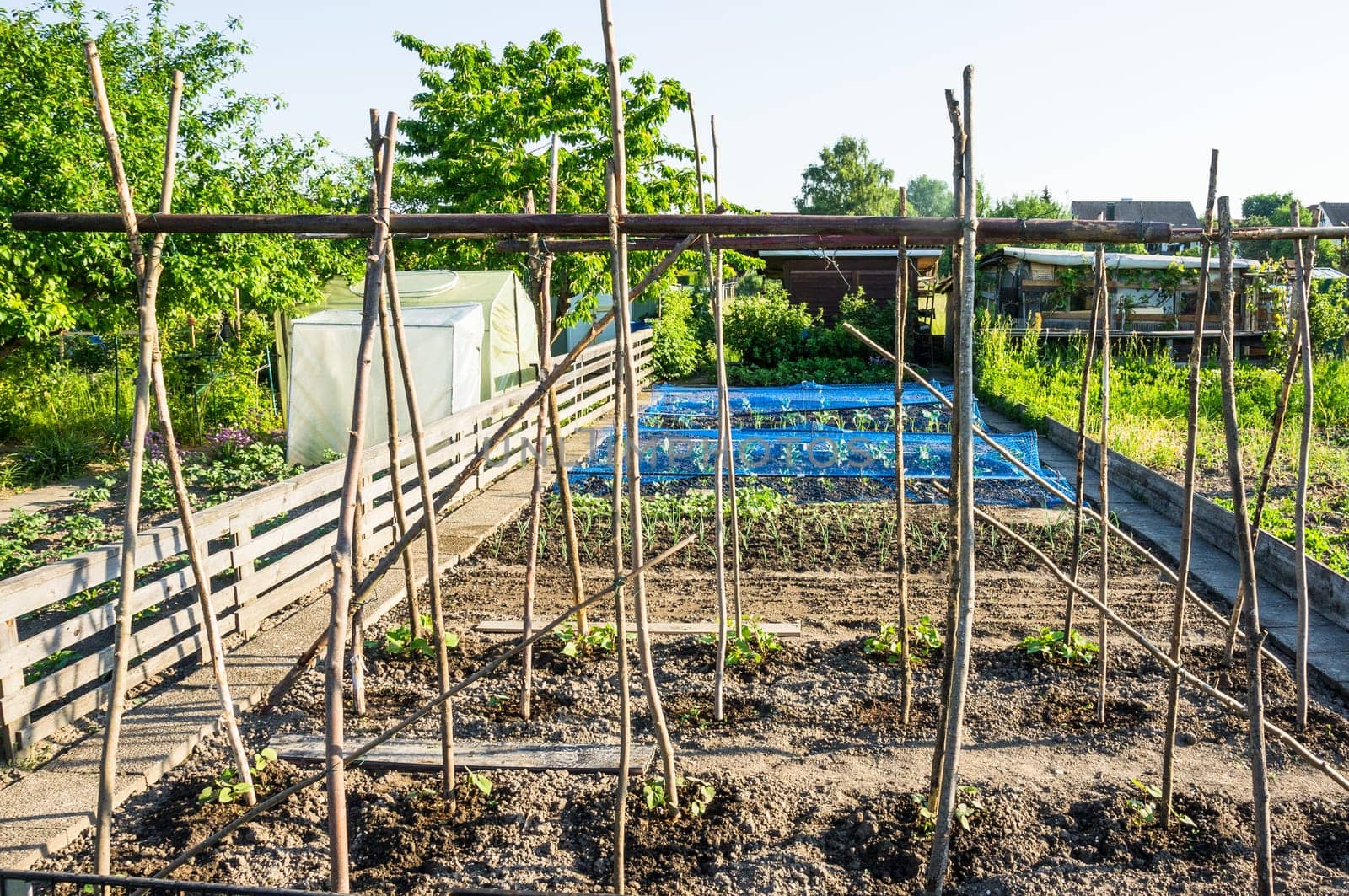Fresh young string bean plants with poles on a sunny vegetable garden patch with other vegetables in the background
