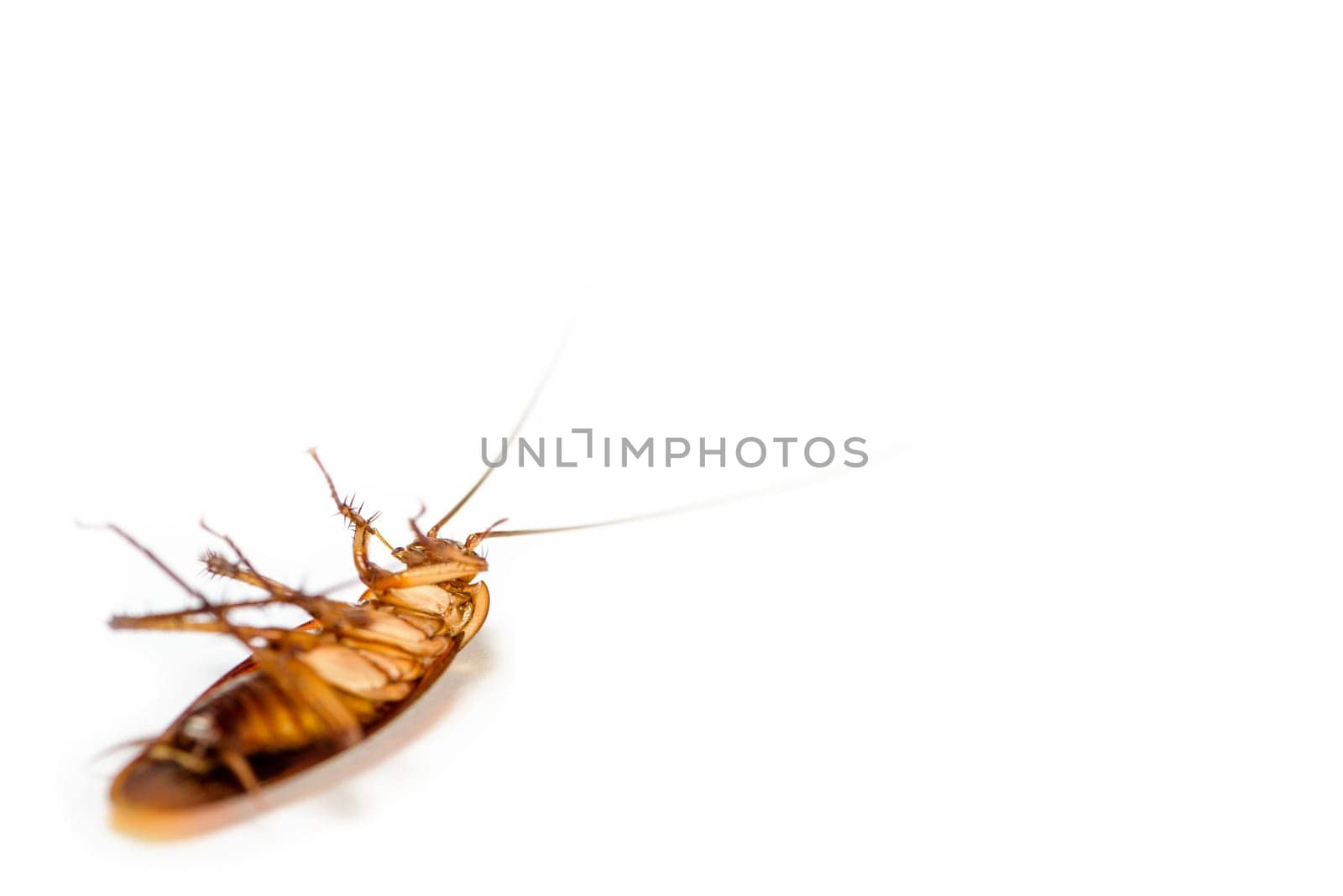 Macro close up one cockroach lay dead isolated on white background, Small brown insect with wing, animal that are dirty, disgust, creepy, disturb, destroy and contagion, Pest control with copy space