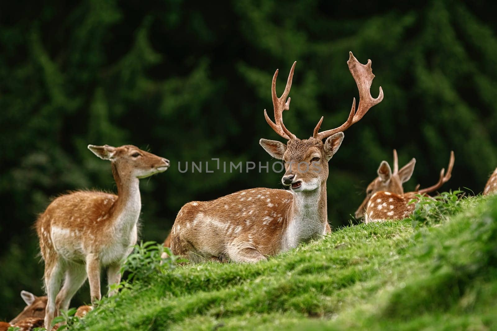 Deer Grazing near the Forest on the Slope of a Hill