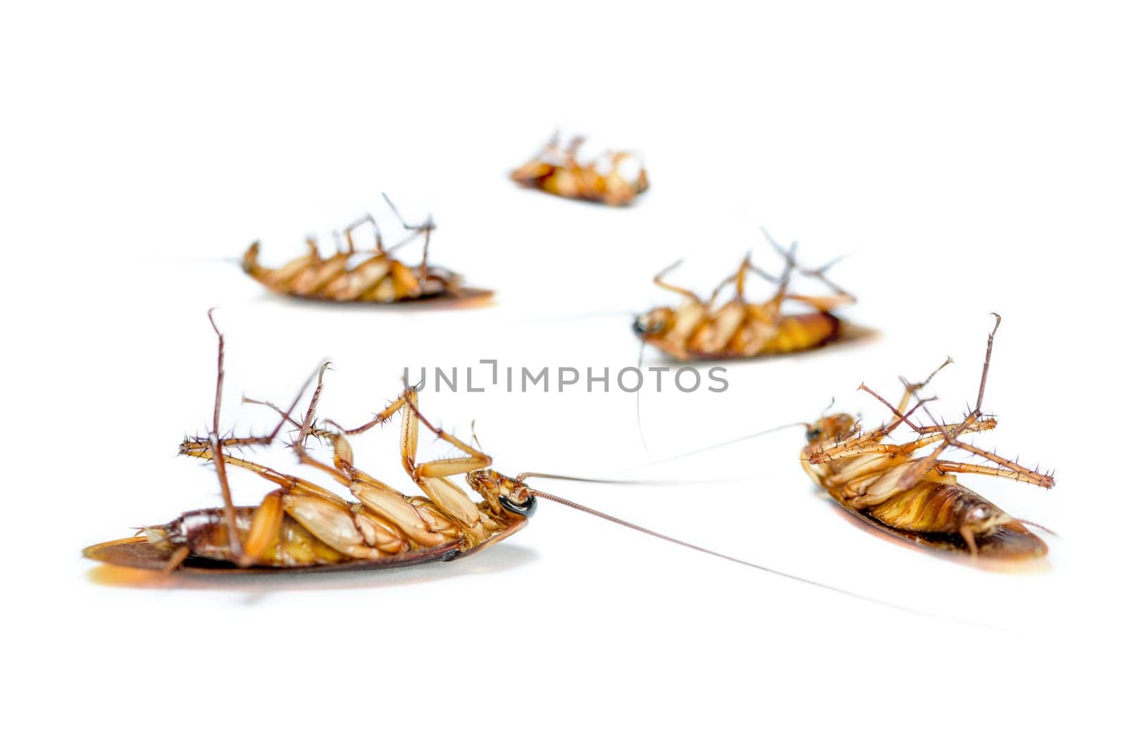 Macro closeup many cockroach lay dead isolated on white background, Group small brown insect with wing, Pest control animal that are dirty, disgust, creepy, disturb, destroy, contagion for hygiene