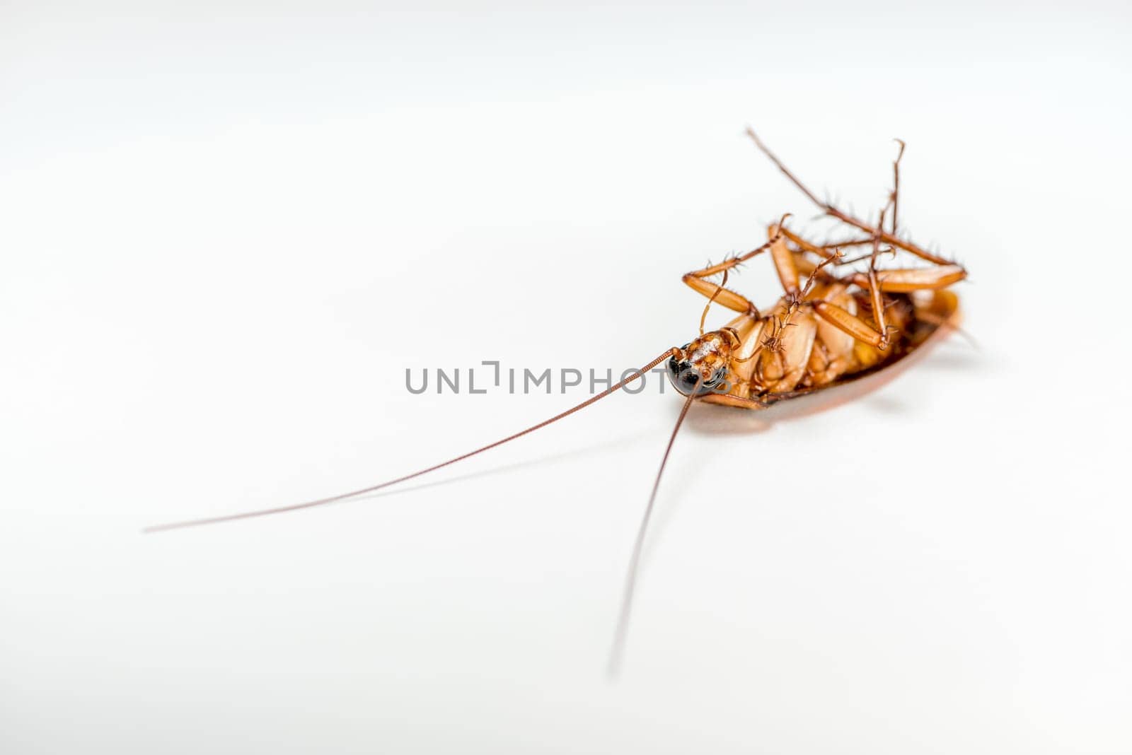 Macro close up one cockroach lay dead isolated on white background, Small brown insect with wing, animal that are dirty, disgust, creepy, disturb, destroy and contagion, Pest control with copy space