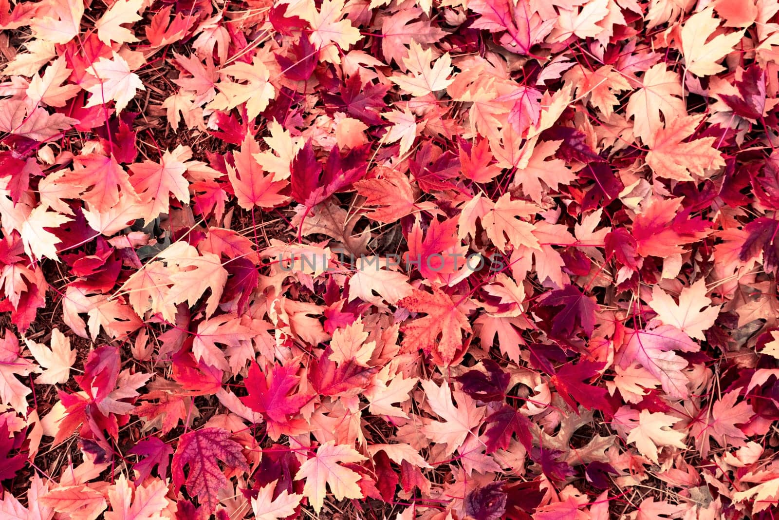 Colorful autumn leaves background
