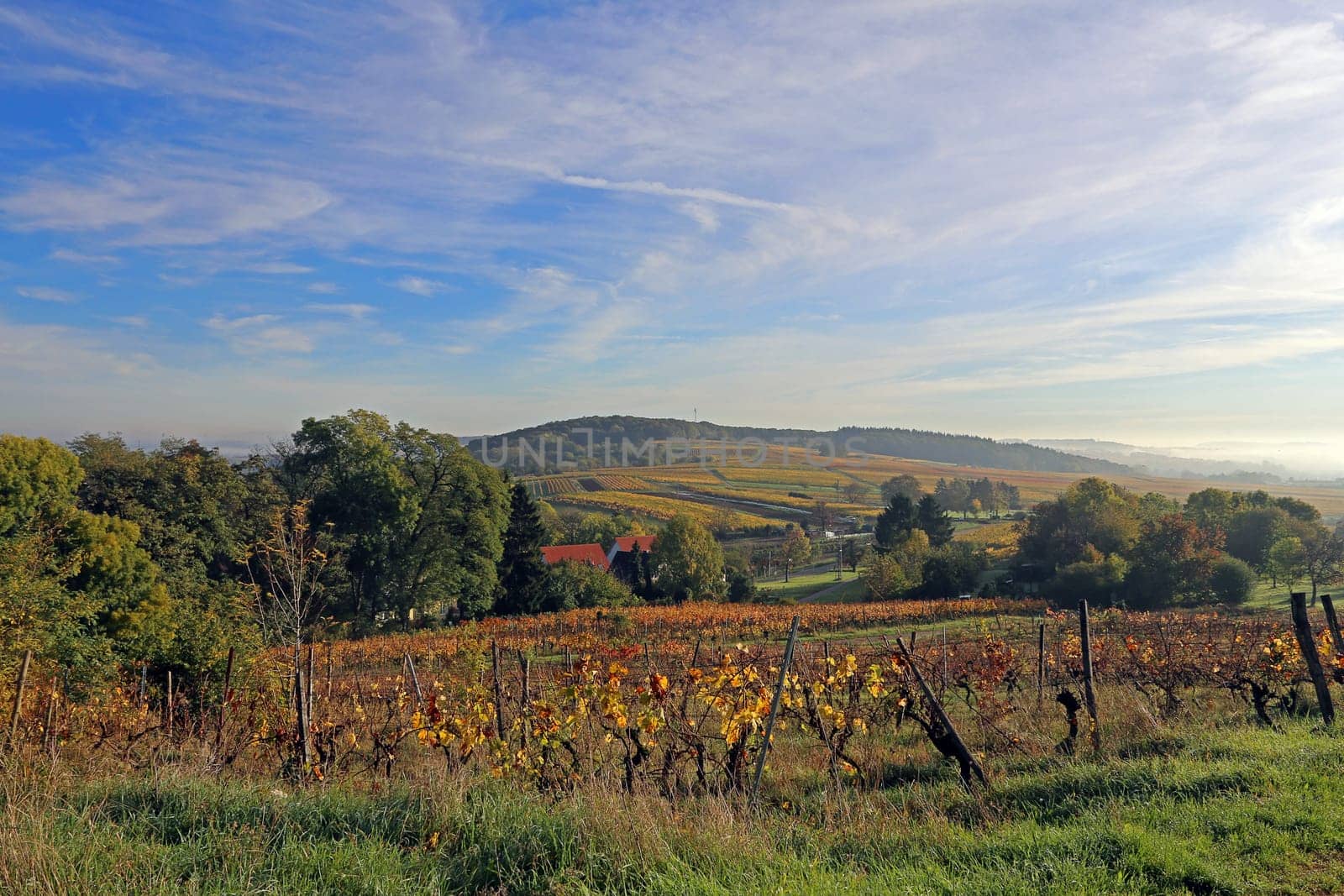 Vineyards between Malschenberg and Rauenberg in the western Kraichgau