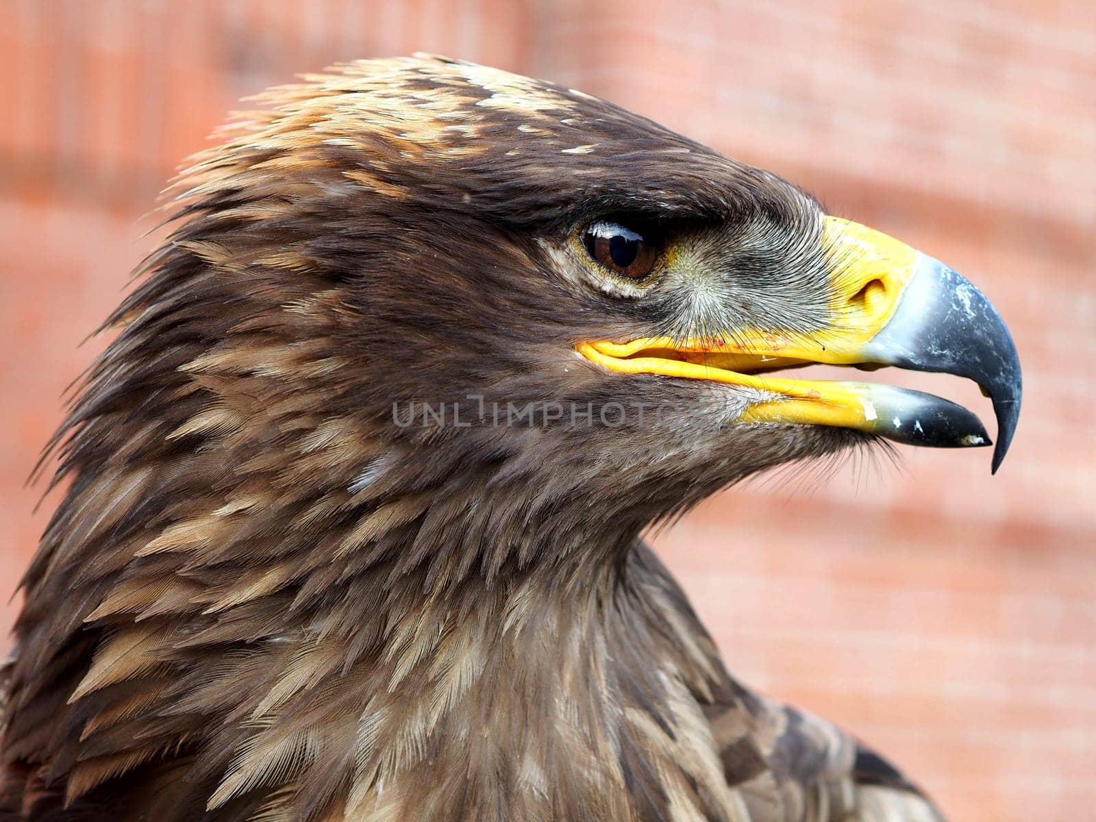 steppe eagle