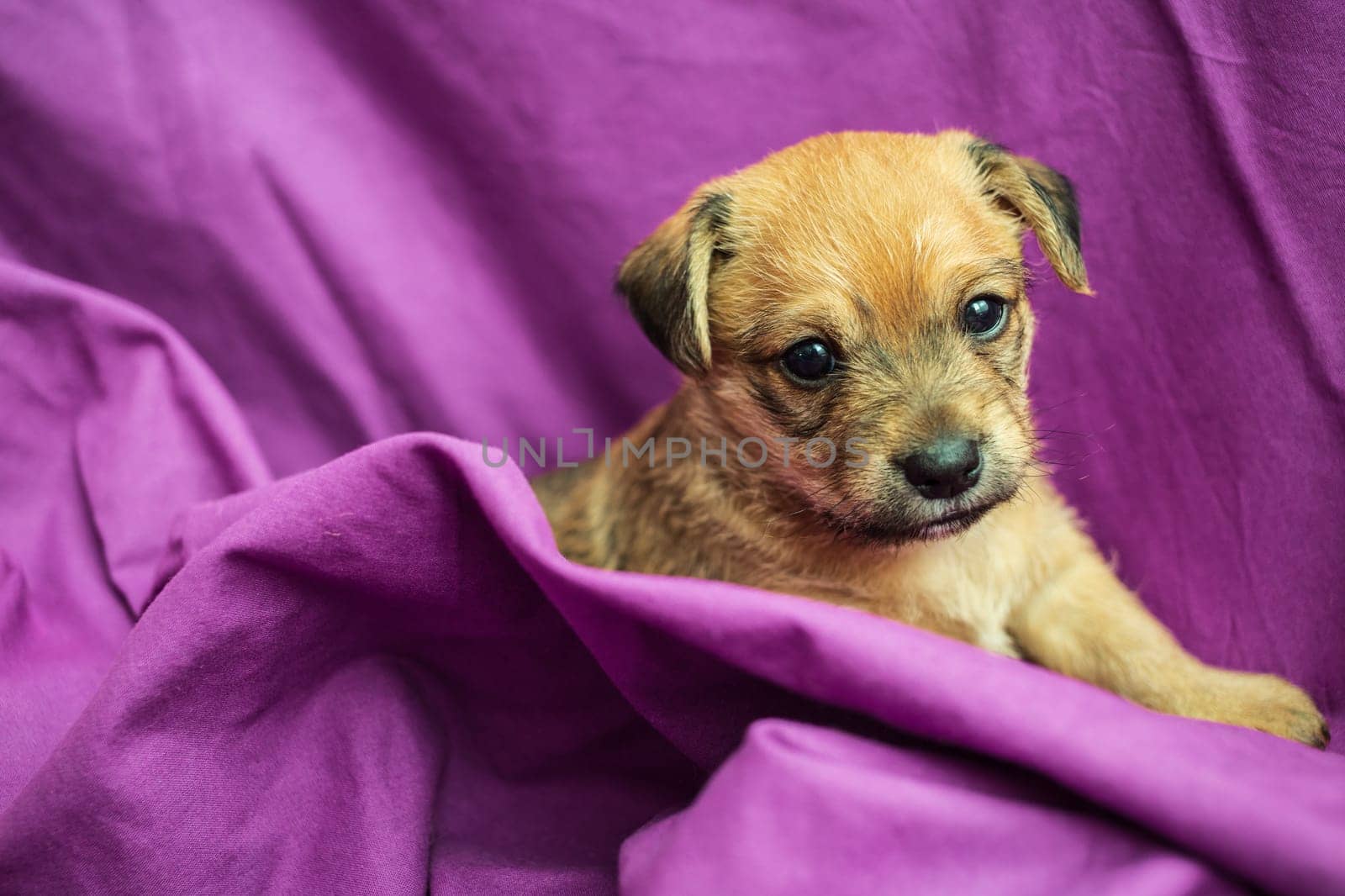 Cute puppy in folds of purple fabric
