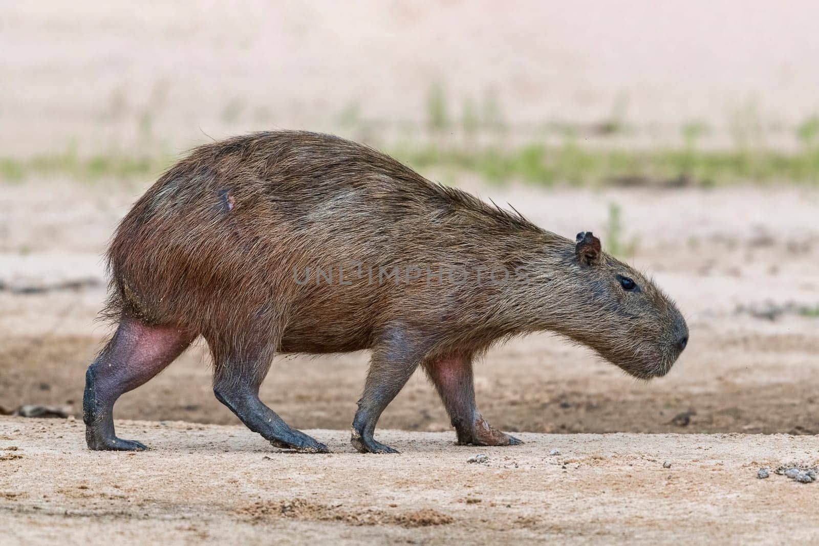 Capybara or capybara (Hydrochoerus hydrochaeris) wanders on a sandbarj,Pantanal,Mato Grosso,Brazil
