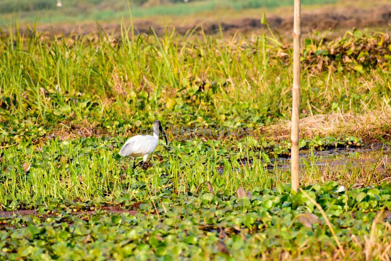 Flock of Little Egret (Egretta garzetta) Small snow white heron spotted in Neora Valley National Park West Bengal India. A species of heron family Ardeidae common in wetland lake river and estuaries.