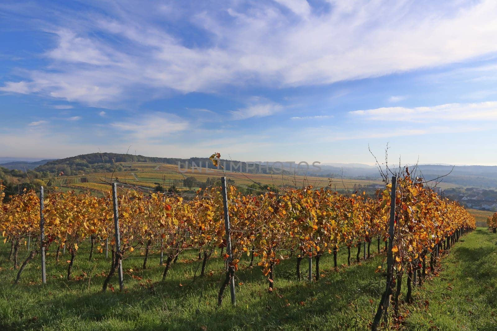 Autumn rows of vines on the Letzenberg near Malschenberg
