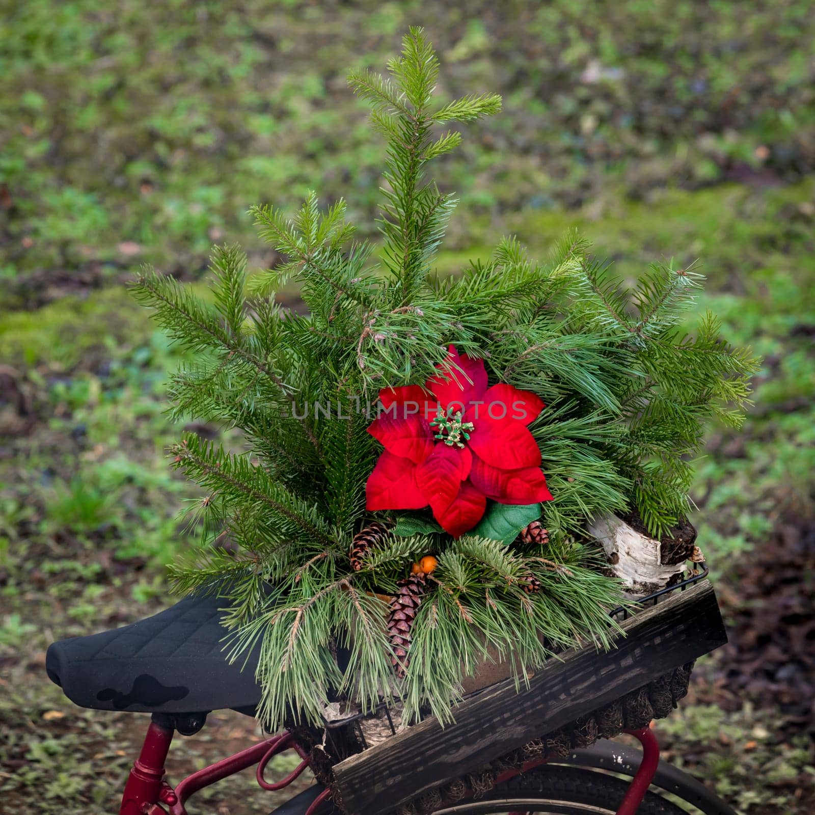 Red poinsettia Blossom in a arrangement of spruce in a wine box on a bicycle rack